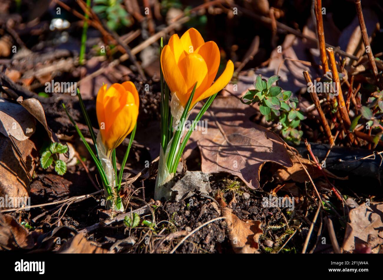 Croci gialle all'inizio della primavera. Foto di alta qualità Foto Stock