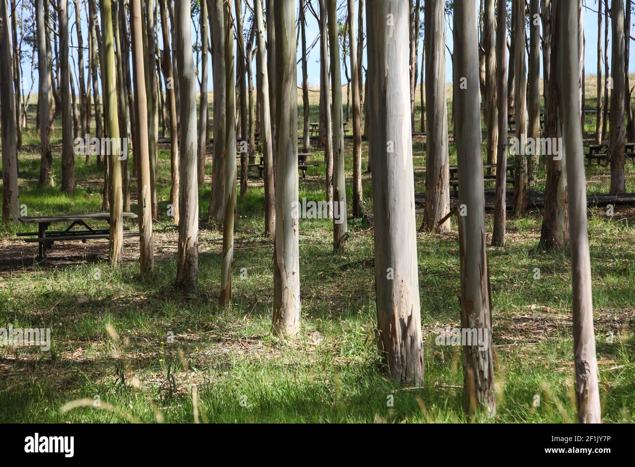 Foresta di eucalipto nel nord della spagna Foto Stock