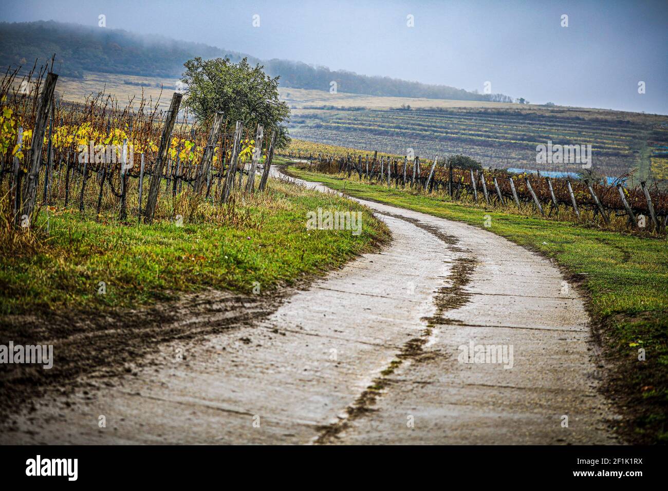 Durante il Campionato europeo Rally 2019 Nyiregyhaza Rally in Ungheria Dal 8 al 10 novembre - Foto Gregorio Lenenmand / DPI Foto Stock