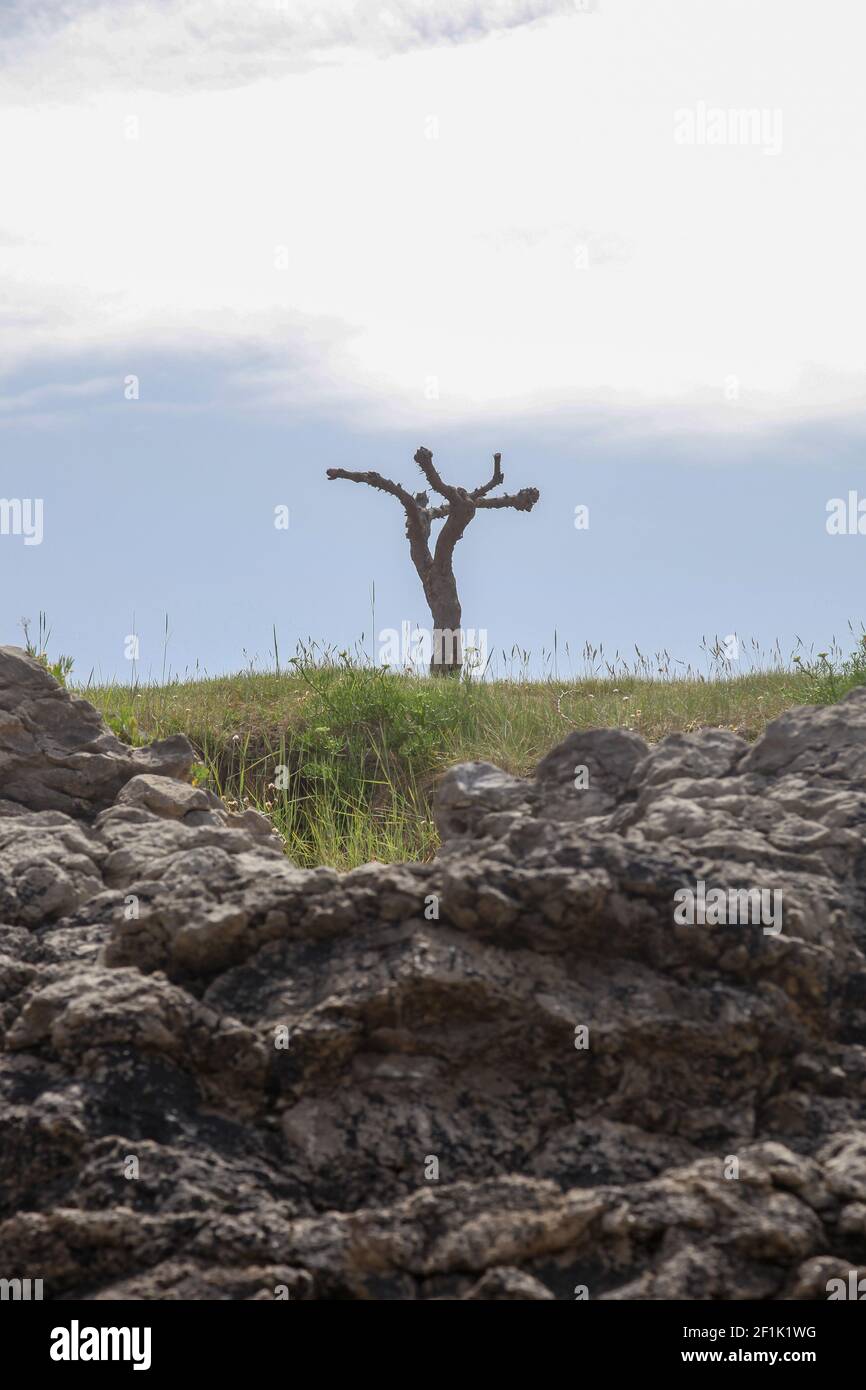 Su una roccia cresce un albero divertente Foto Stock