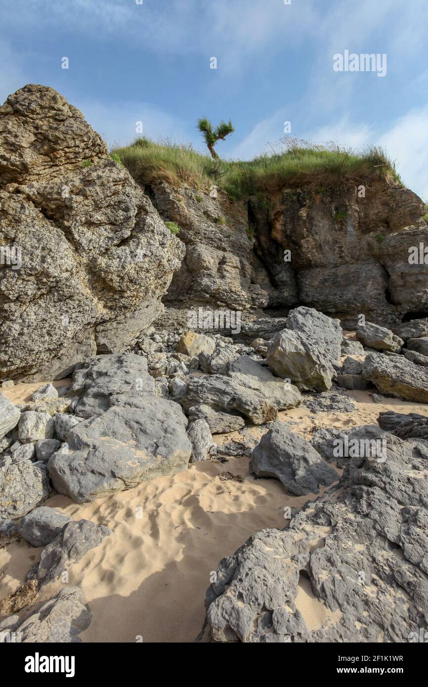 Su una roccia cresce un albero divertente Foto Stock