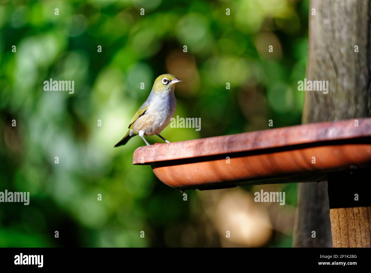 Un waxeye visita un alimentatore di uccelli da giardino alla ricerca di un spuntino invernale Foto Stock