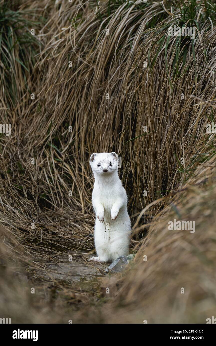 stoat o weasel a coda corta in pelliccia bianca d'inverno in piedi dentro parte anteriore della sua tana Foto Stock