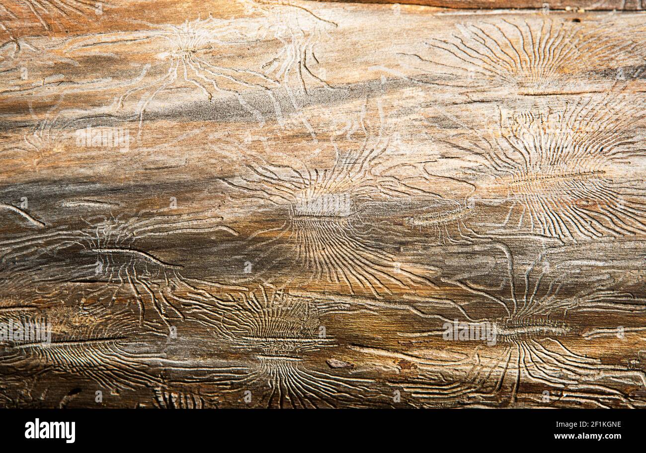 Struttura in legno naturale con linee disegnate da un betle di corteccia a forma di ragni. Sfondo, barbabietola, tronco di albero Foto Stock