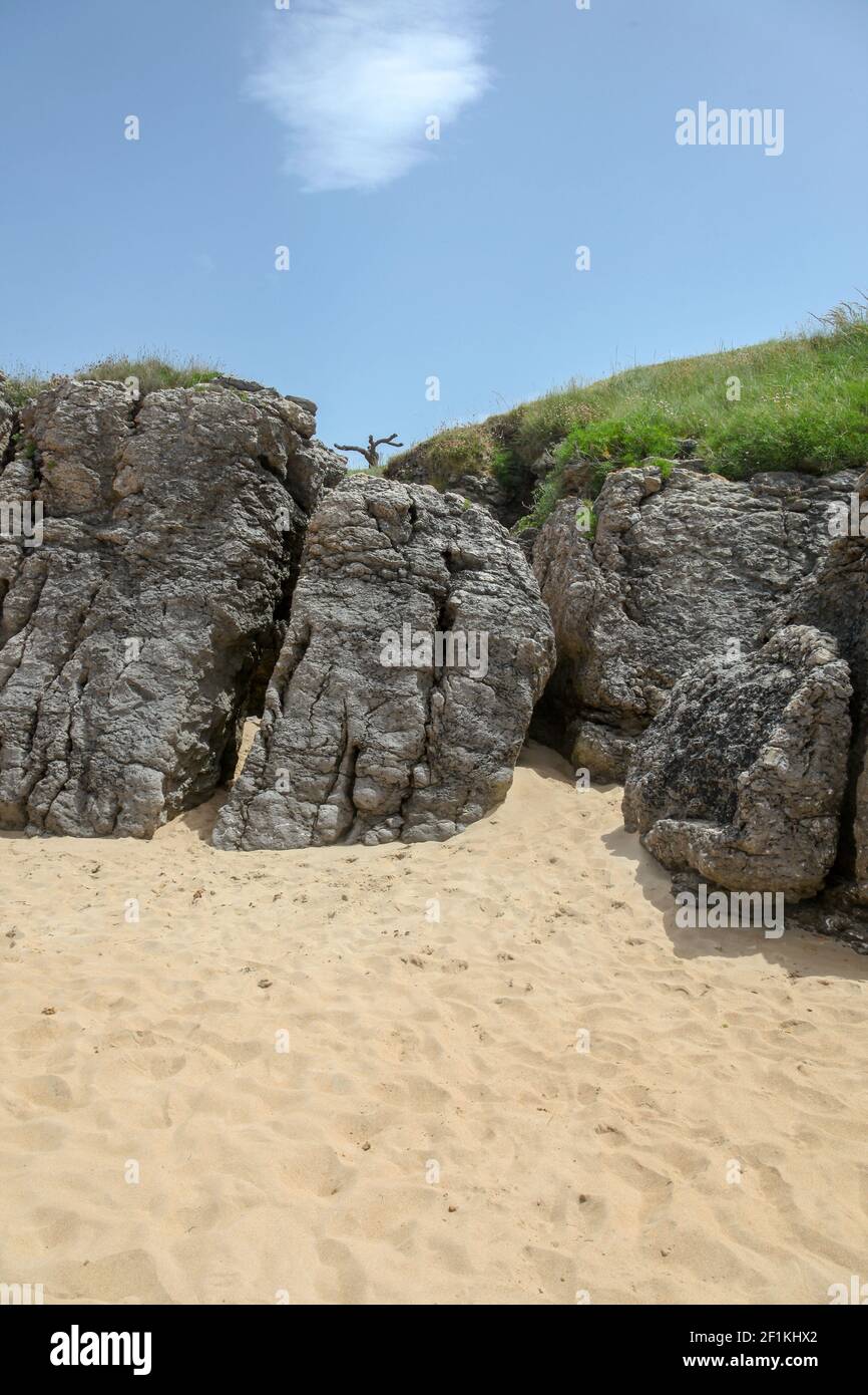 Su una roccia cresce un albero divertente Foto Stock