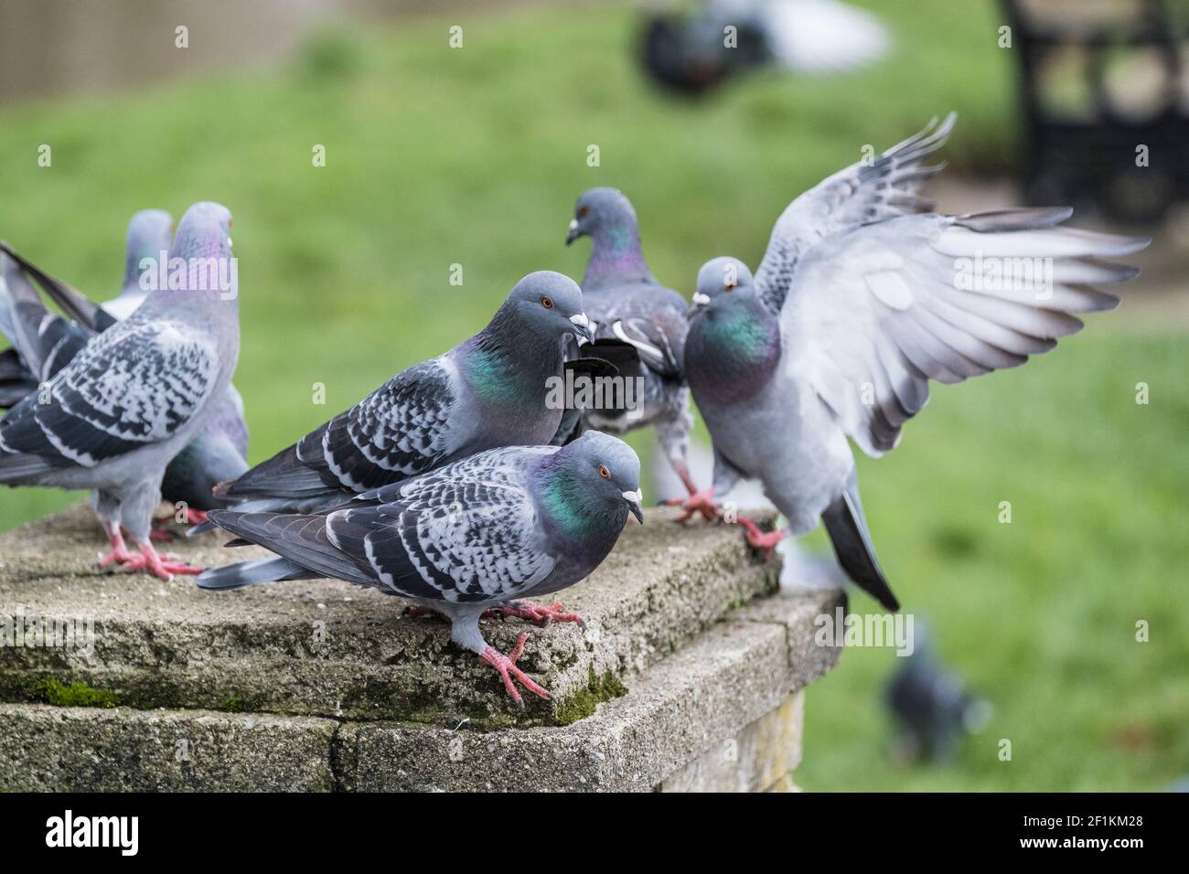 Piccioni ferali - Columba livia domestica. Foto Stock