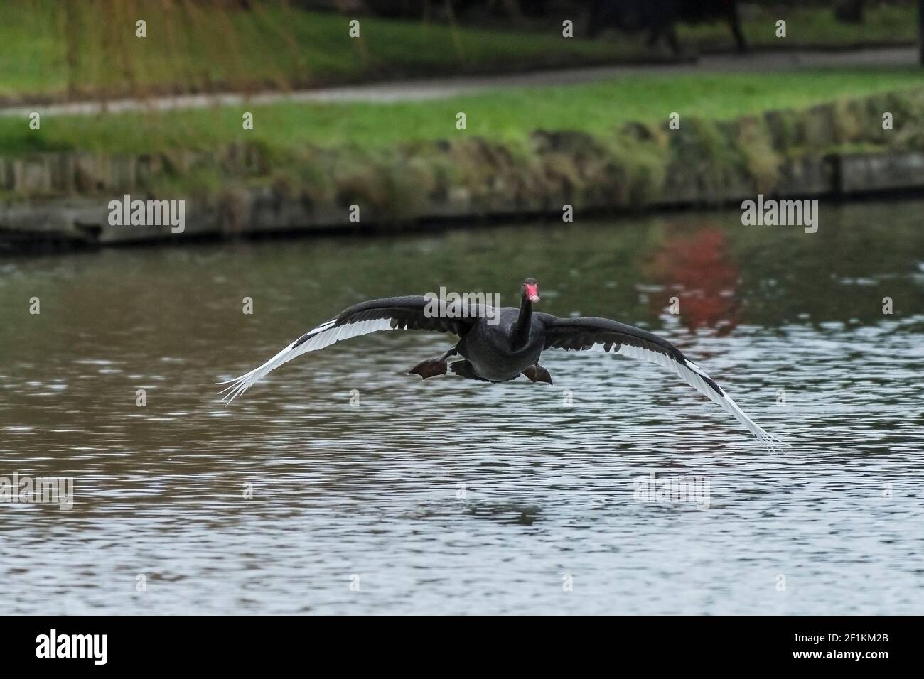 Uno Swan nero - Cygnus attratus atterraggio sulla superficie di un lago con le ali distese e in mostra bianco primario Piume dell'ala a Newquay in Cornw Foto Stock