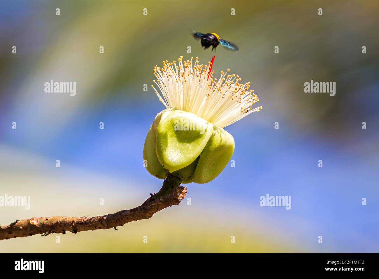 Un alimentatore di nettare bumblebee su un fiore bianco (Albero di cotone di seta bianca - il nome latino è Bombax Ancips Pierre ) Foto Stock