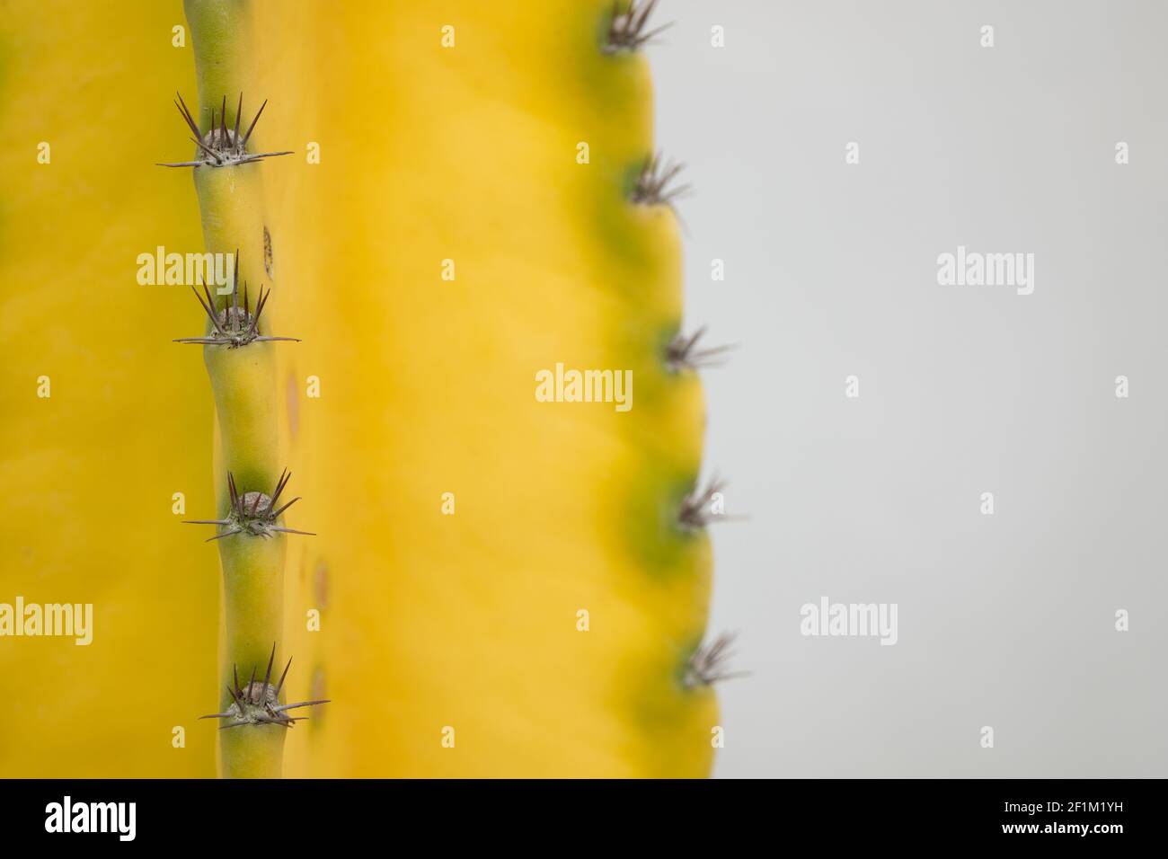 Cactus giallo con punte da vicino con sfondo grigio Foto Stock