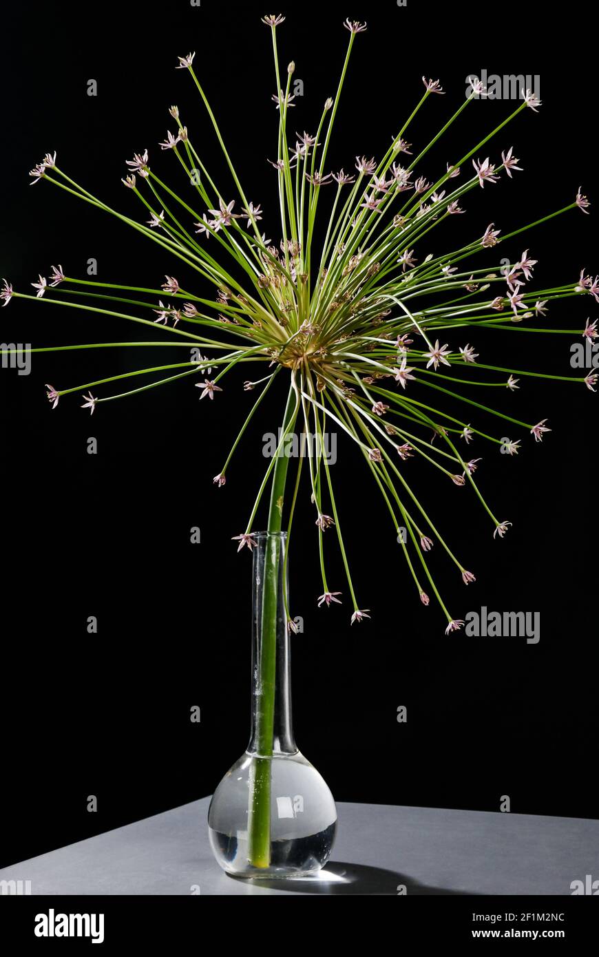 Allium giganteum, fiore viola, aglio Foto Stock