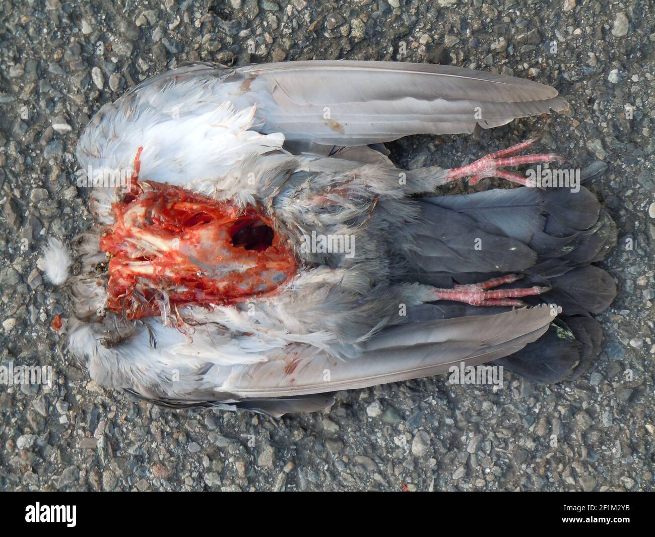 Piccione morto senza testa sdraiato a terra Foto Stock