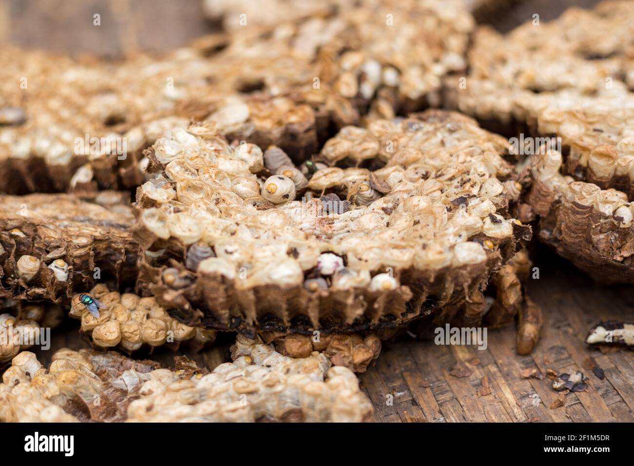 Questa larva vita nel loro buco che ha fatto dal suolo Foto Stock