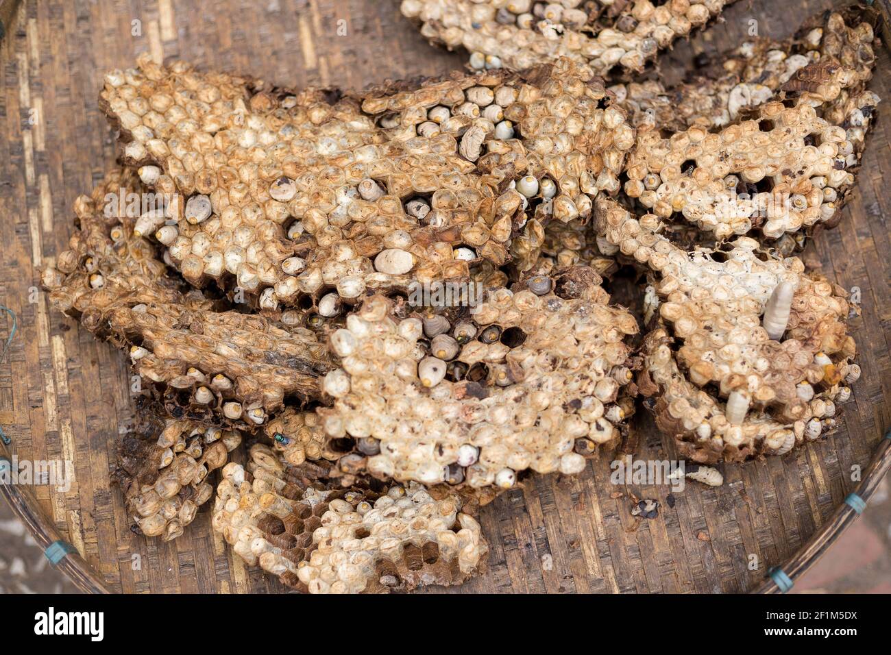 Questa larva vita nel loro buco che ha fatto dal suolo Foto Stock
