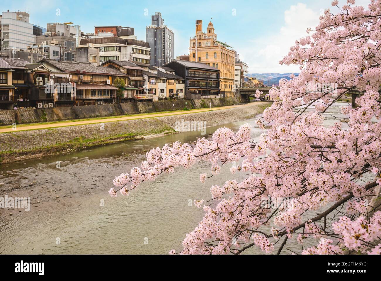 Scenario della riva del fiume Kamo a Kyoto, kinki, giappone Foto Stock