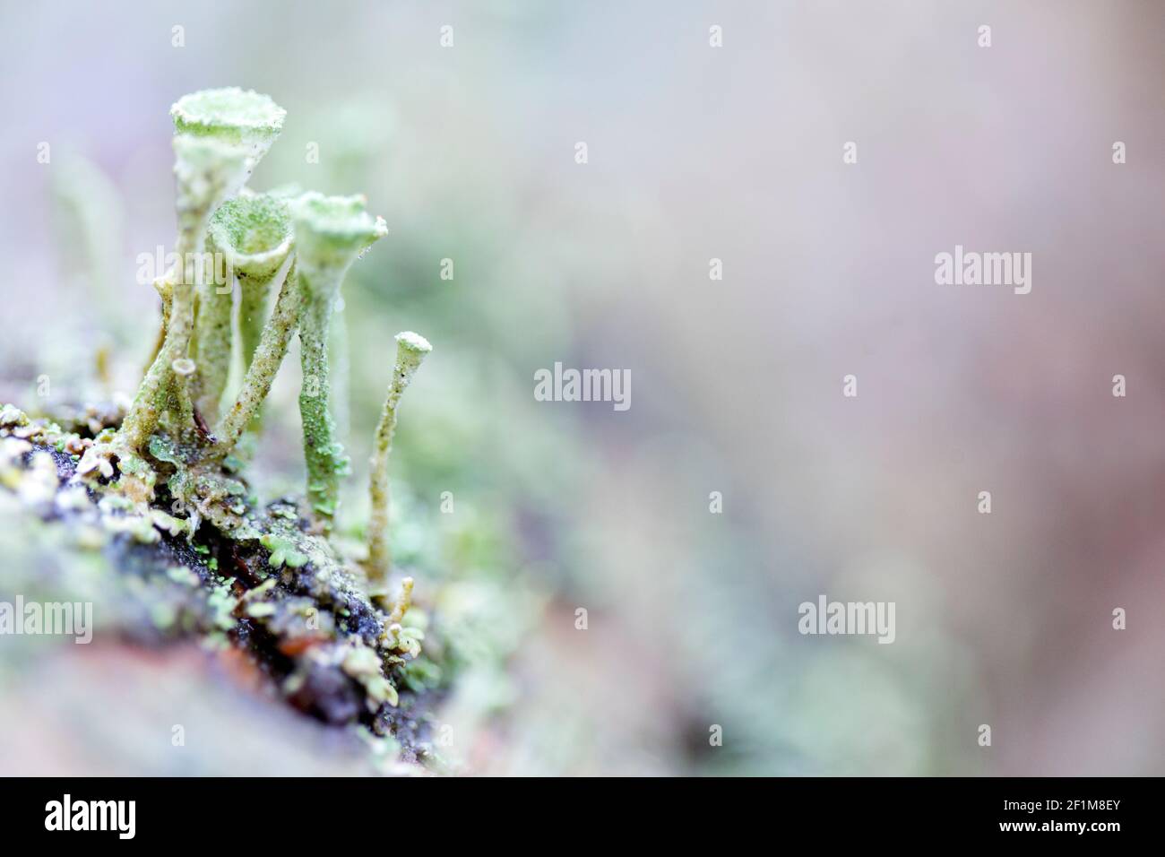 Ritratto macro sognante di pixie Cup lichen Foto Stock