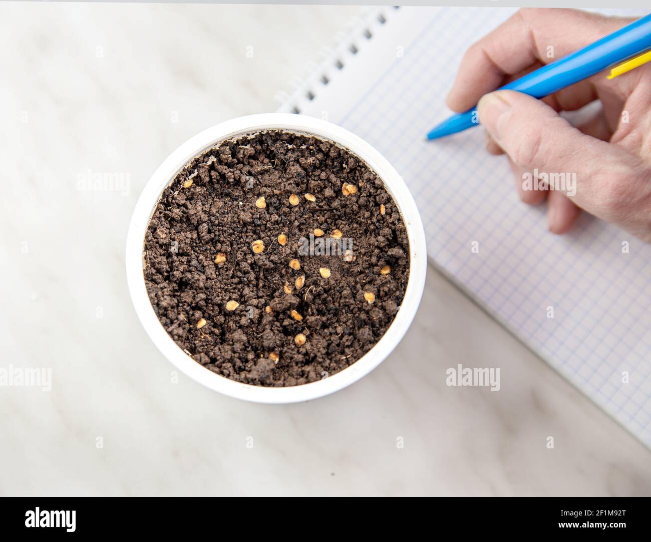 Semi sono piantati in terra in ciotola bianca. La varietà di seme, il numero e la data di piantare sono registrati nel quaderno. Foto Stock