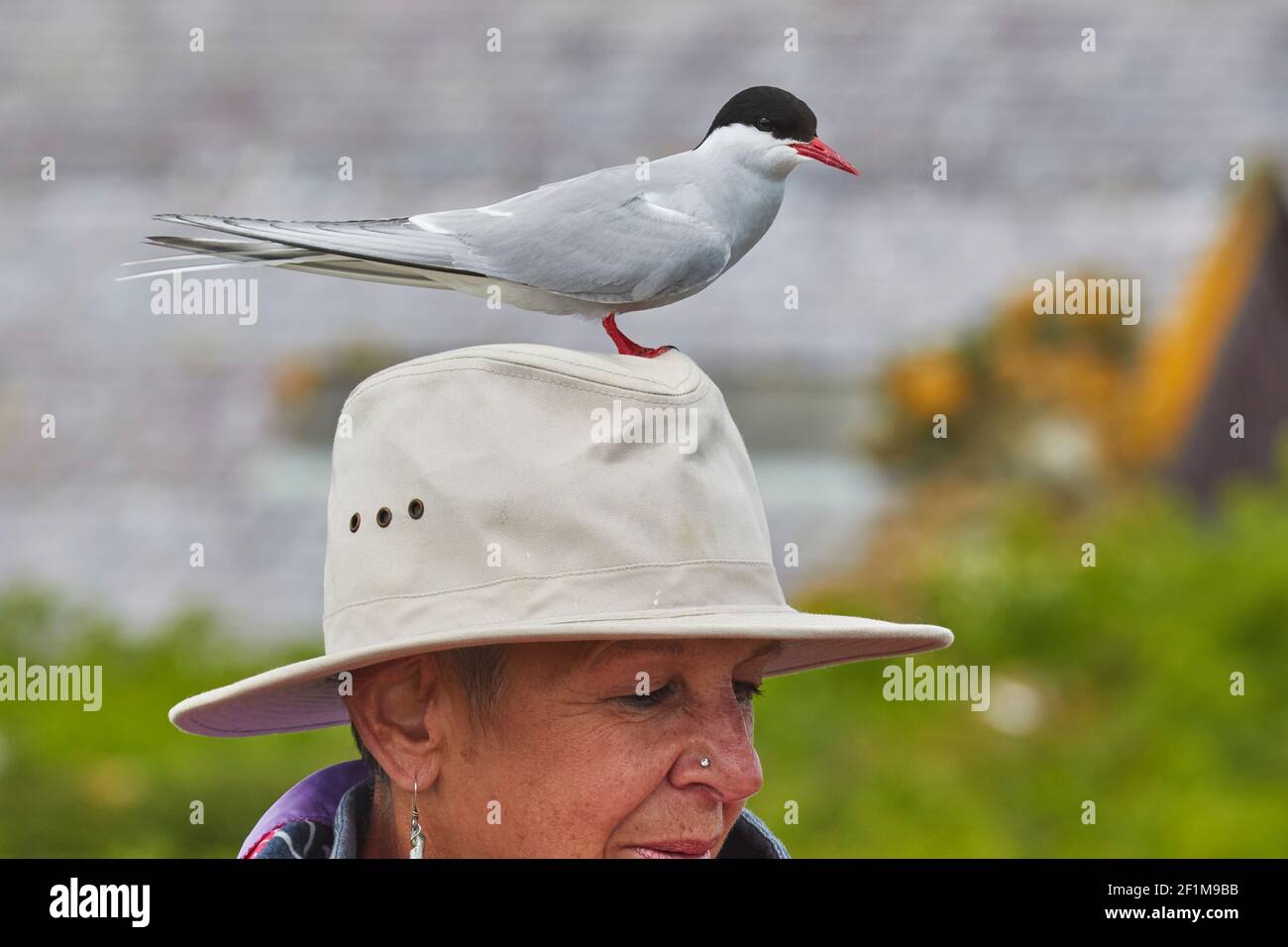 Nell'indagare il suo territorio le Terne artiche, Sterna paradisaea, si farà perch su quasi tutto! Nell'interno di Farne, le Isole Farne, Northumberland, Regno Unito. Foto Stock