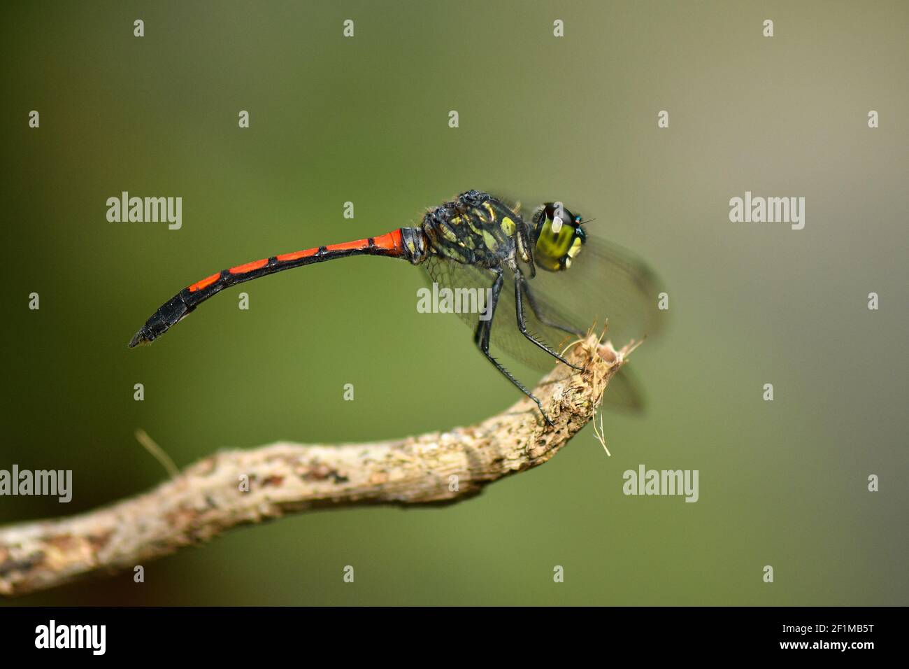 La libellula con coda rossa Foto Stock