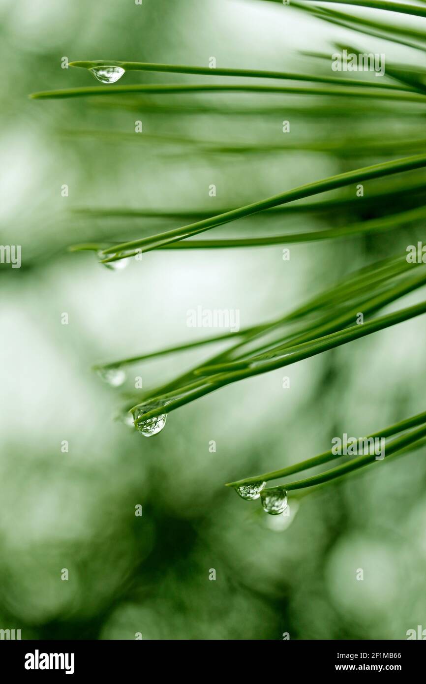 Foglie di pino con gocce. Foto Stock