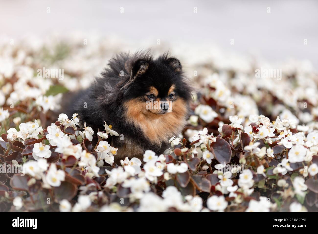 Carino piccolo nero e arancio spitz cane in posa in campo di fiori d'estate e sorridente. PET ritratto in natura. Foto Stock