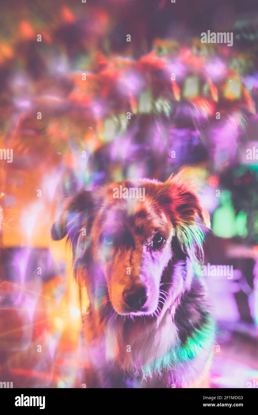 Riflesso colorato del cane Foto Stock