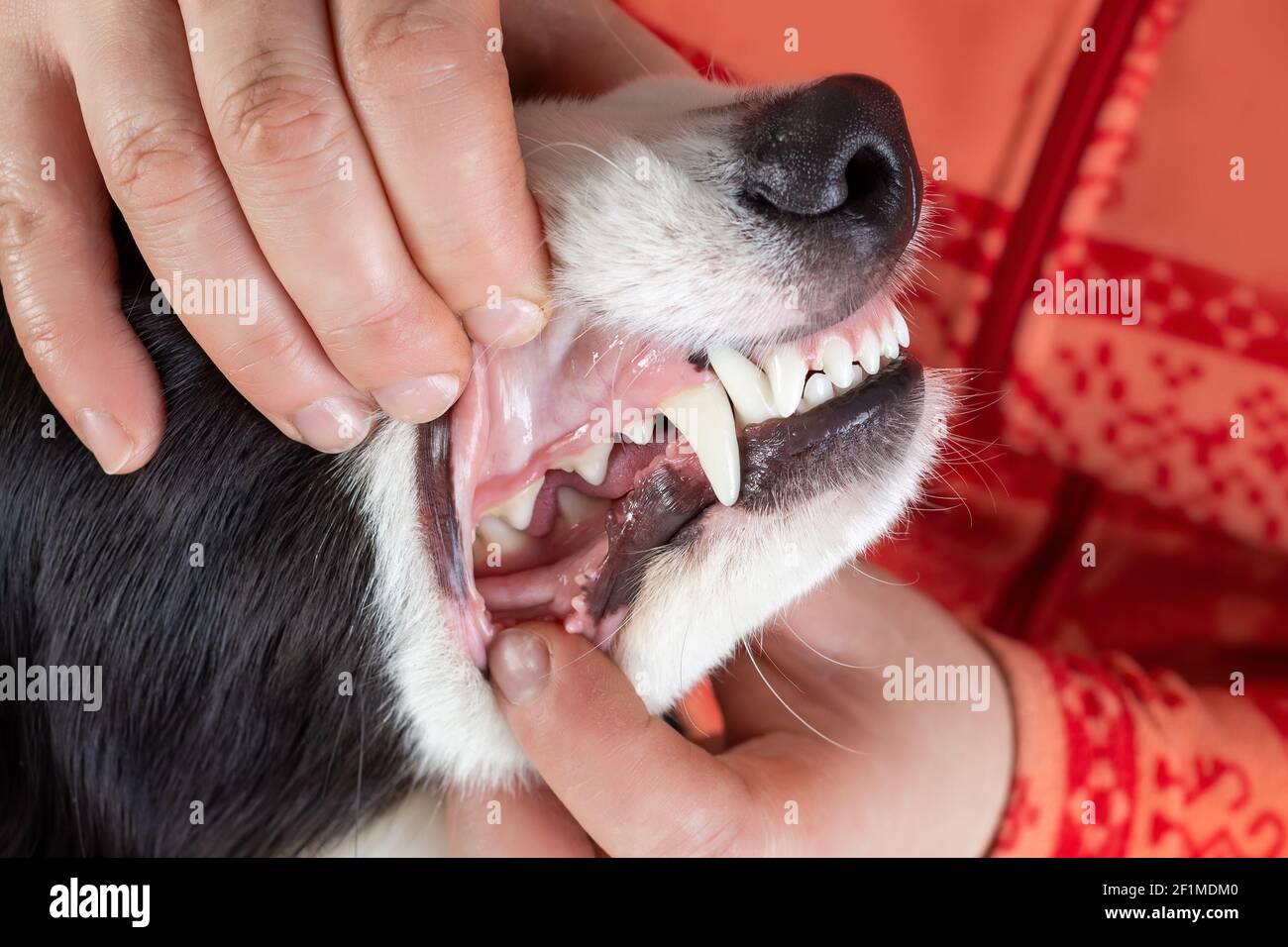 Controllo dei denti del cane da veterinario Foto Stock