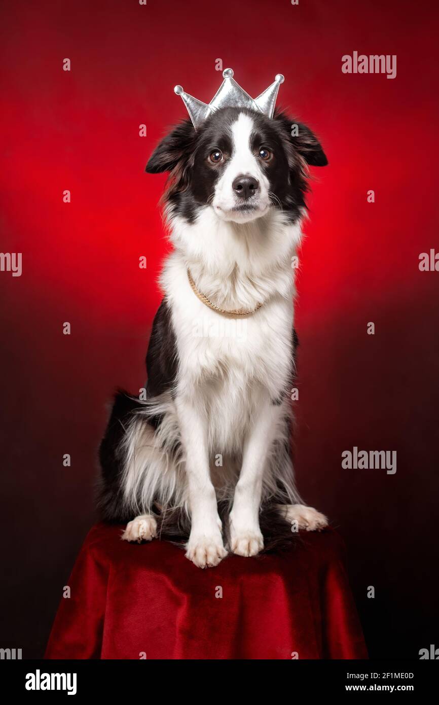Cute bordo collie cane di colore bianco e nero indossare corona reale e collana seduta su sfondo rosso velluto come regina o principessa Foto Stock