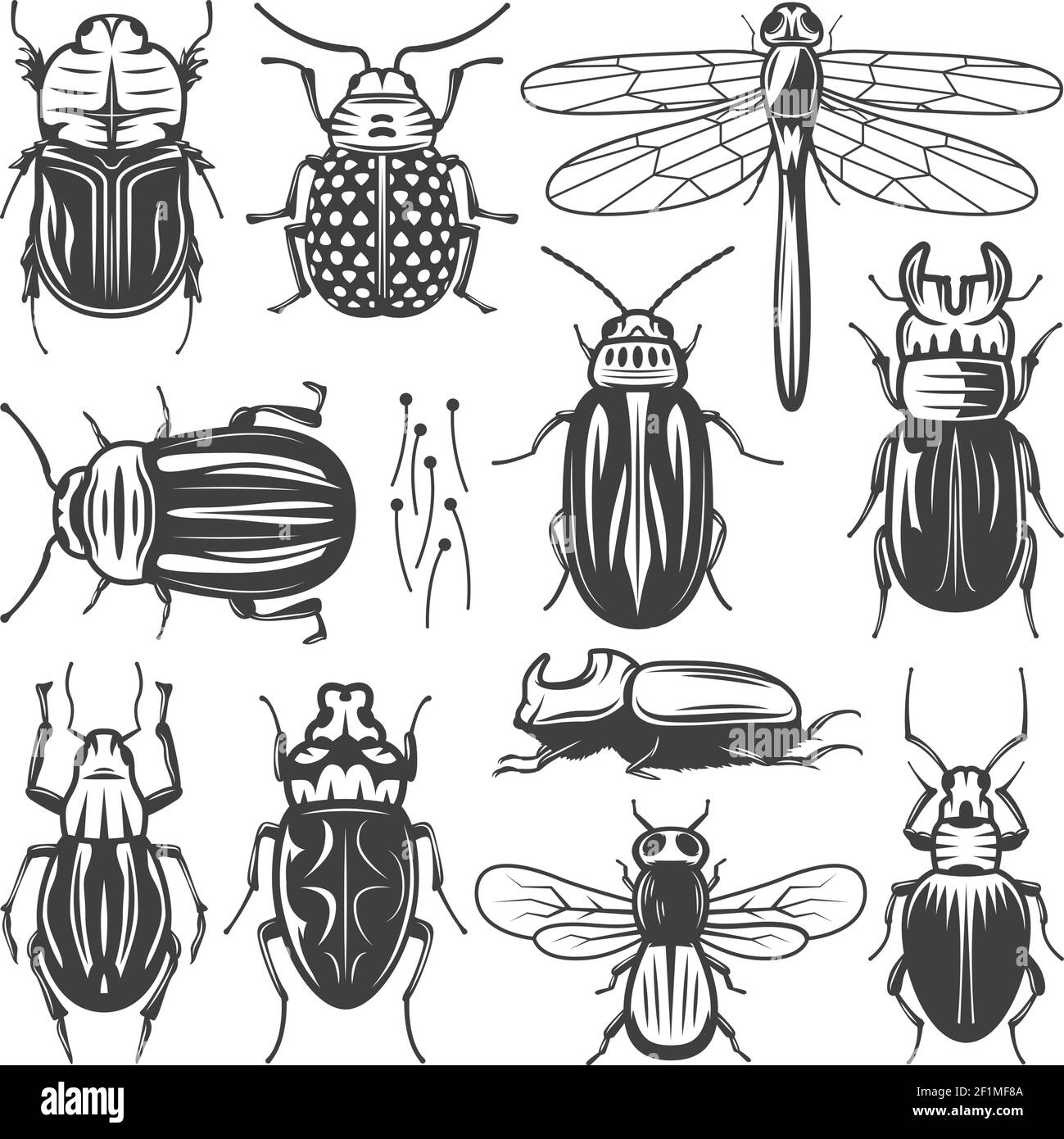 Collezione di insetti vintage con libellula a mosca e diversi tipi di bug e coleotteri immagine vettoriale isolata Illustrazione Vettoriale