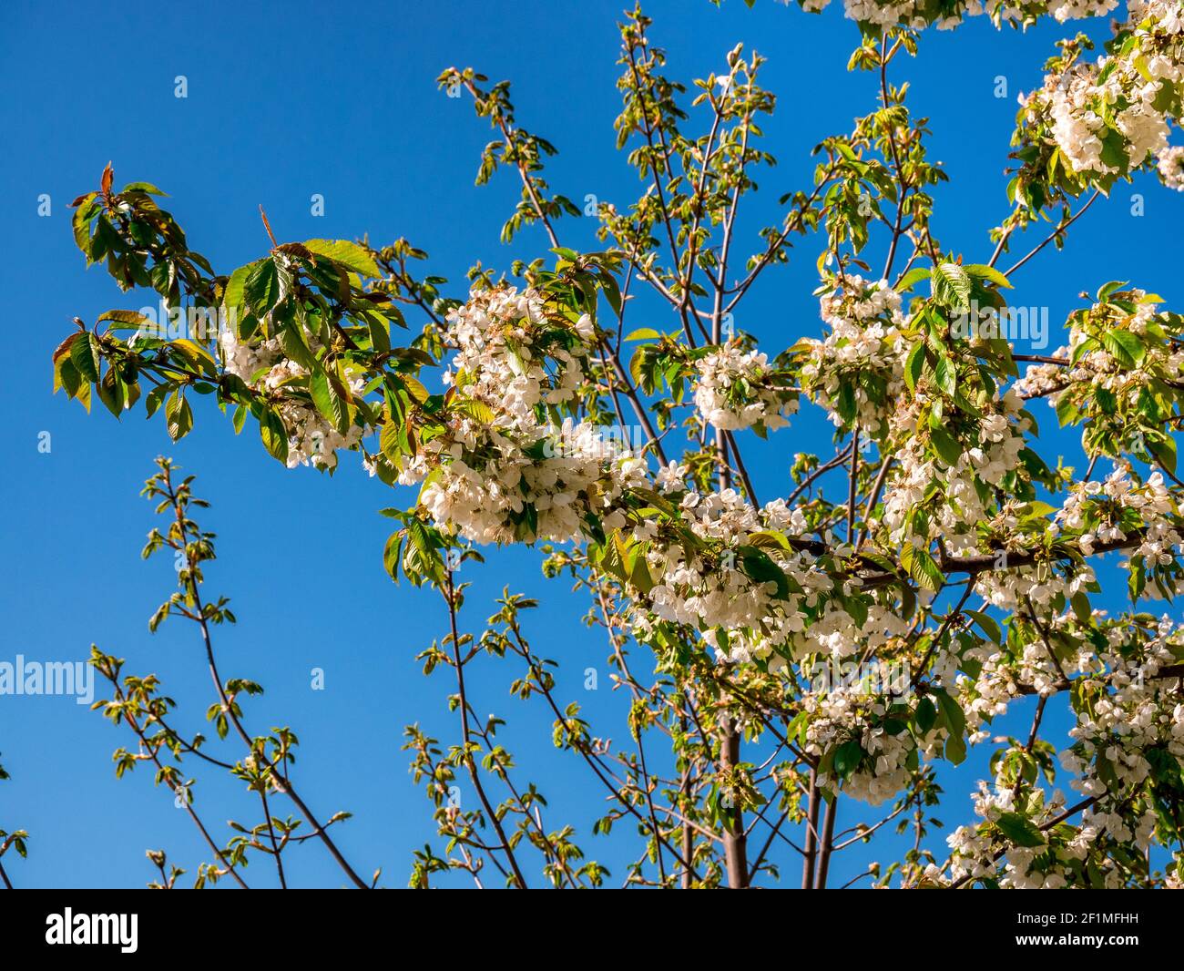 Fiori di ciliegio selvatico in fiore (Prunus avium) su un torso contro il cielo blu Foto Stock