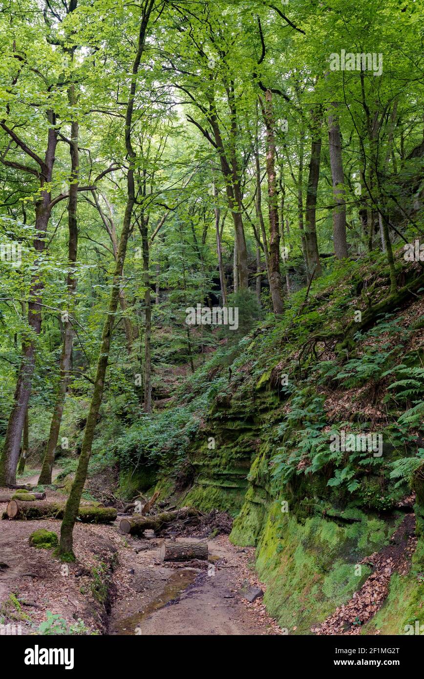 Verde selvaggio foresta europea e canyon di arenaria Foto Stock