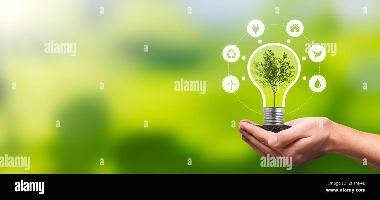 Protezione dell'ambiente, fonti energetiche rinnovabili e sostenibili. Pianta che cresce nel concetto di bulbo Foto Stock