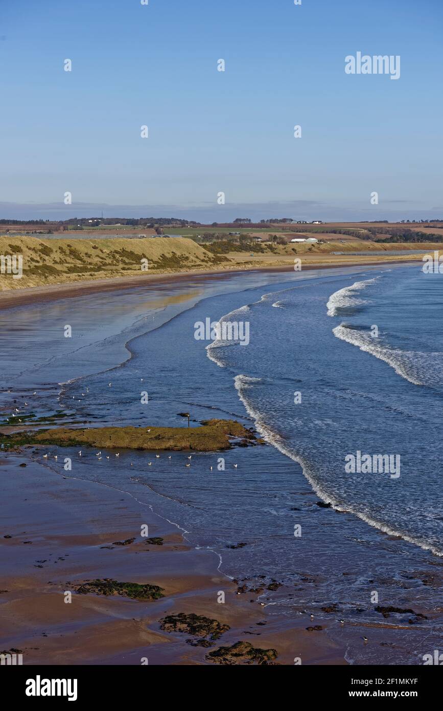 La spiaggia deserta di Lunan Bay che guarda a nord con affioramenti rocciosi esposti dalla marea in agguato, coperti da alghe e uccelli marini in acque calme. Foto Stock