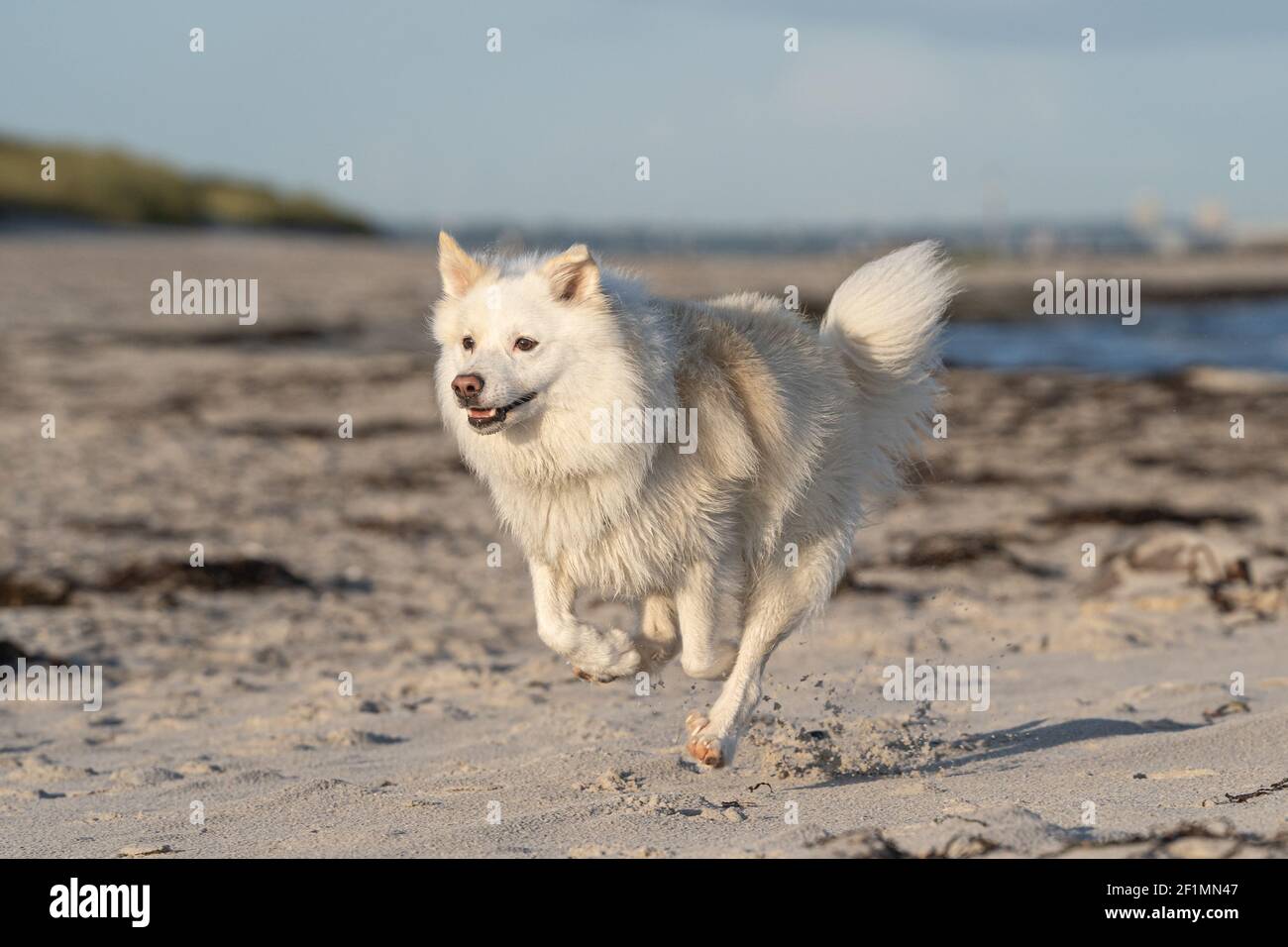 Cane da pastore islandese, l'FCI ha riconosciuto la razza di cane dall'Islanda Foto Stock