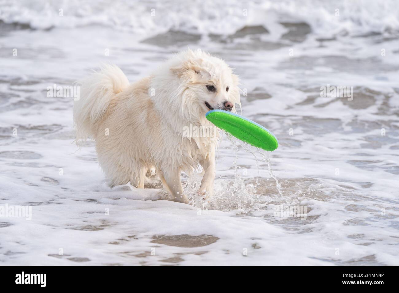 Cane da pastore islandese, l'FCI ha riconosciuto la razza di cane dall'Islanda Foto Stock