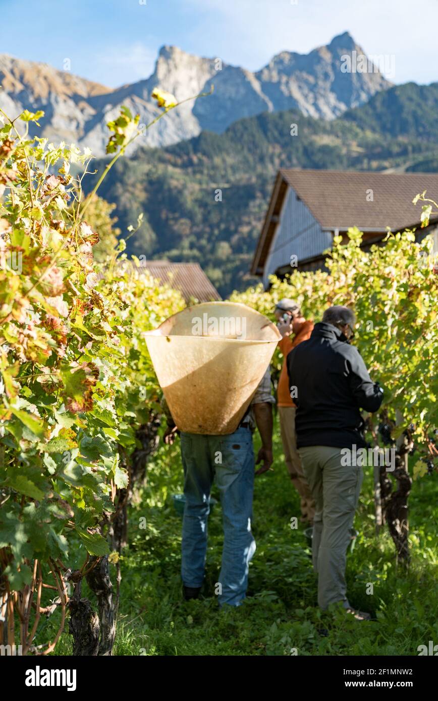 I viticoltori che raccolgono le loro uve Cabernet Sauvignon durante la raccolta la loro vigna Foto Stock