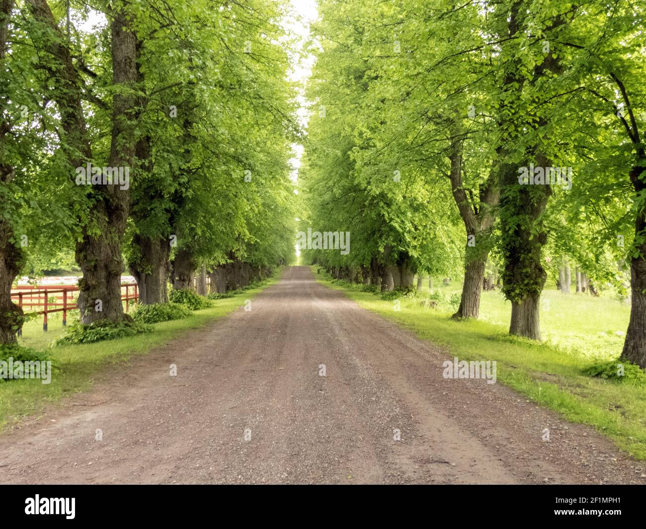 ampio percorso del vecchio vicolo di tiglio. Castello di Sparreholm, Flen, Svezia Foto: Bo Arrhed Foto Stock