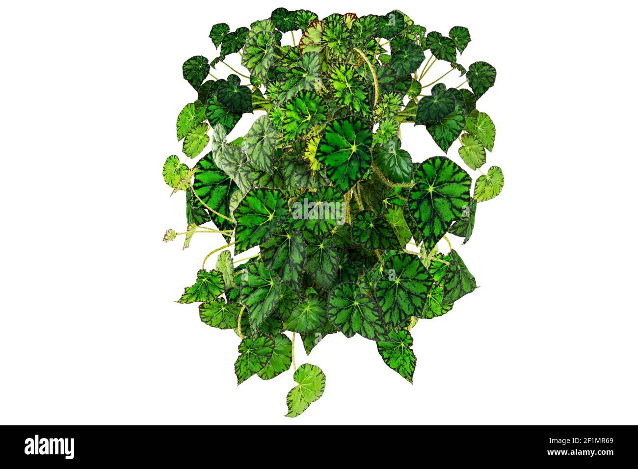 Begonia bowerae pianta erbacea sempreverde isolata su sfondo bianco. Splendido e spesso terreno per interni o giardini. Foto Stock Begonia bowerae pianta erbacea sempreverde isolata su sfondo bianco. Splendido e spesso terreno per interni o giardini. Foto Stock