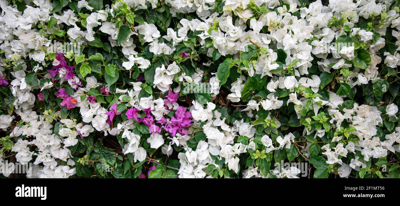 Primo piano di un cespuglio variegato con foglie bianche. Piante esotiche dell'Egitto. Foto Stock