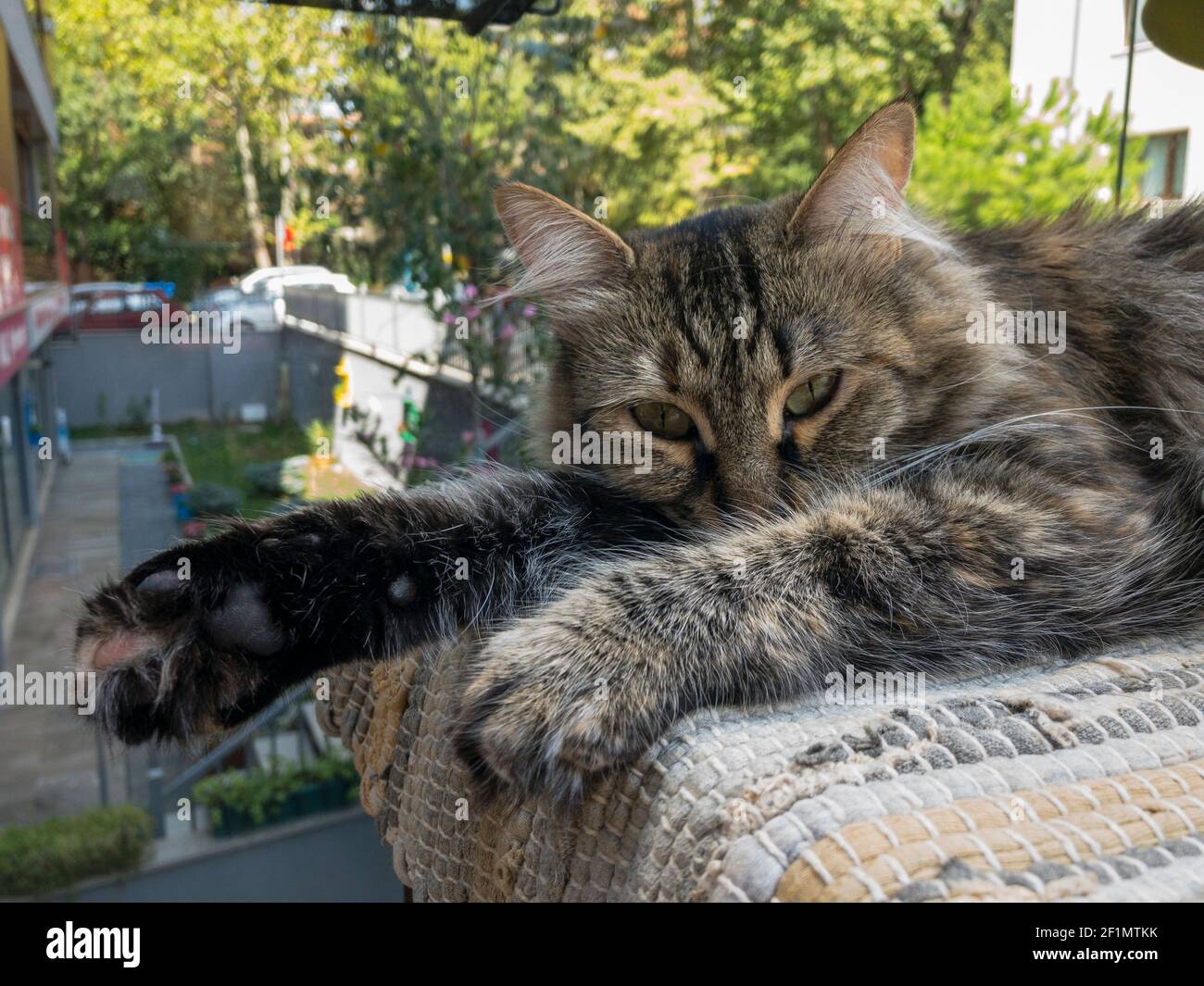 Il nostro gatto grigio è sdraiato sulla sua coperta al balcone. È molto soffice e guarda con i suoi occhi verdi nella fotocamera Foto Stock