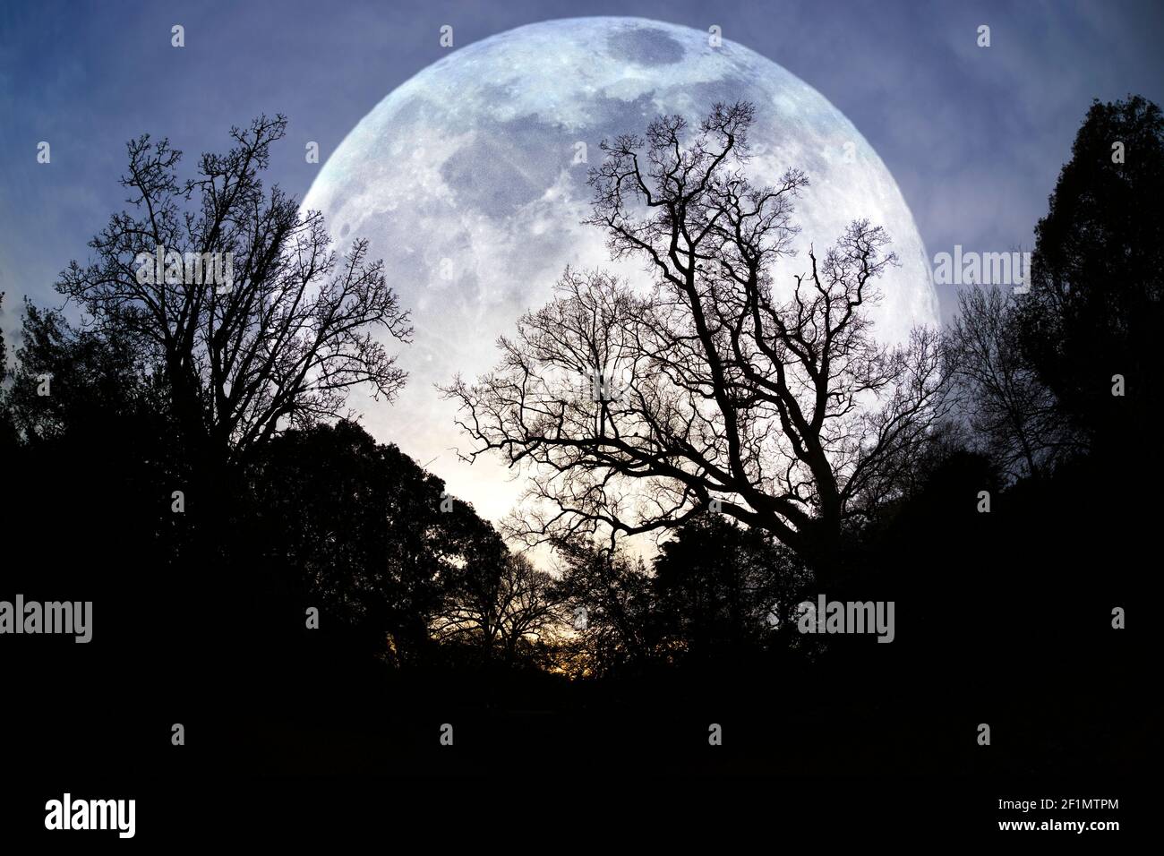 Quercia,comune, quercia pedunculata,Quercus robur, quercia sessile,Quercus petraea,grande,grassetto,cattivo,boistero,luminoso,luna,enorme,salita,silhouette,alberi,albero,inverno Foto Stock