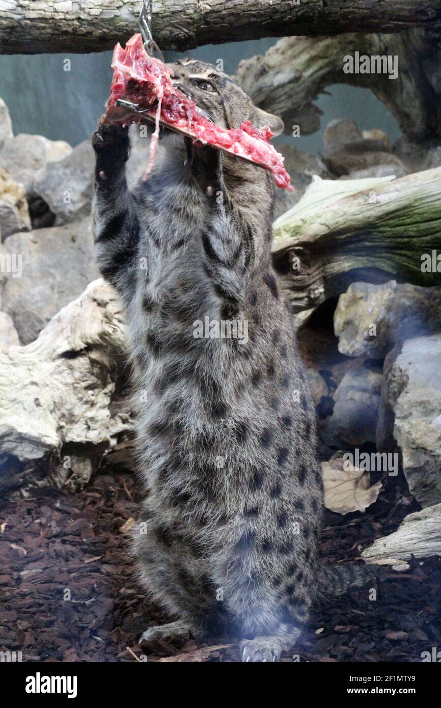 Fischkatze Foto Stock