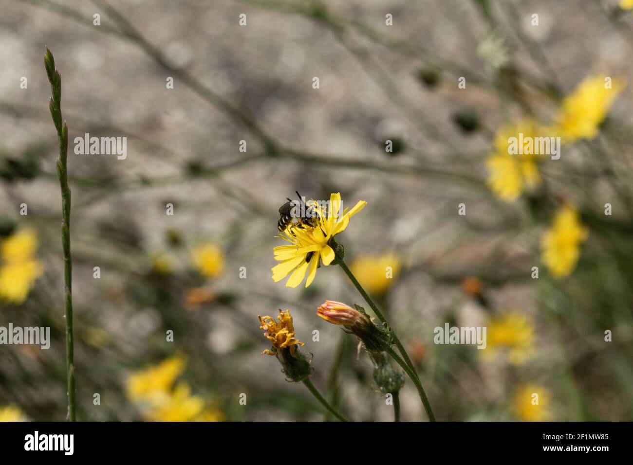Gatti orecchi erbacce che crescono nel prato in un giardino, Regno Unito Foto Stock