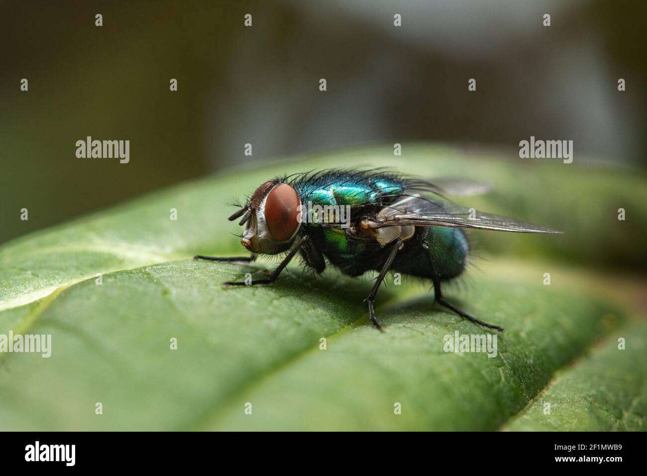 Primo piano di un greenbottle volare su una foglia Foto Stock