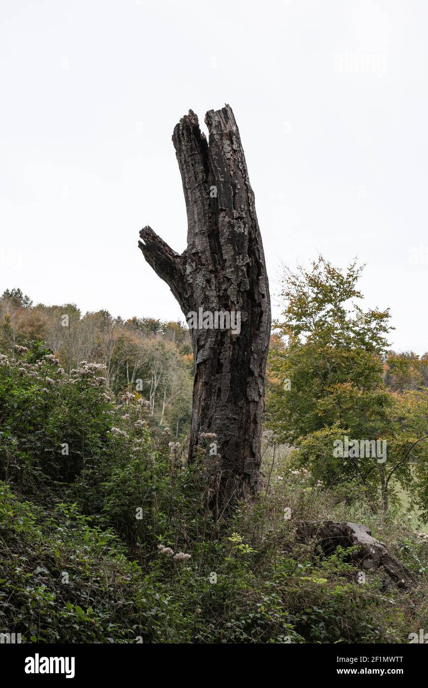 Un albero morto solitario stava nei cespugli, ad Arundel, Sussex occidentale. Foto Stock