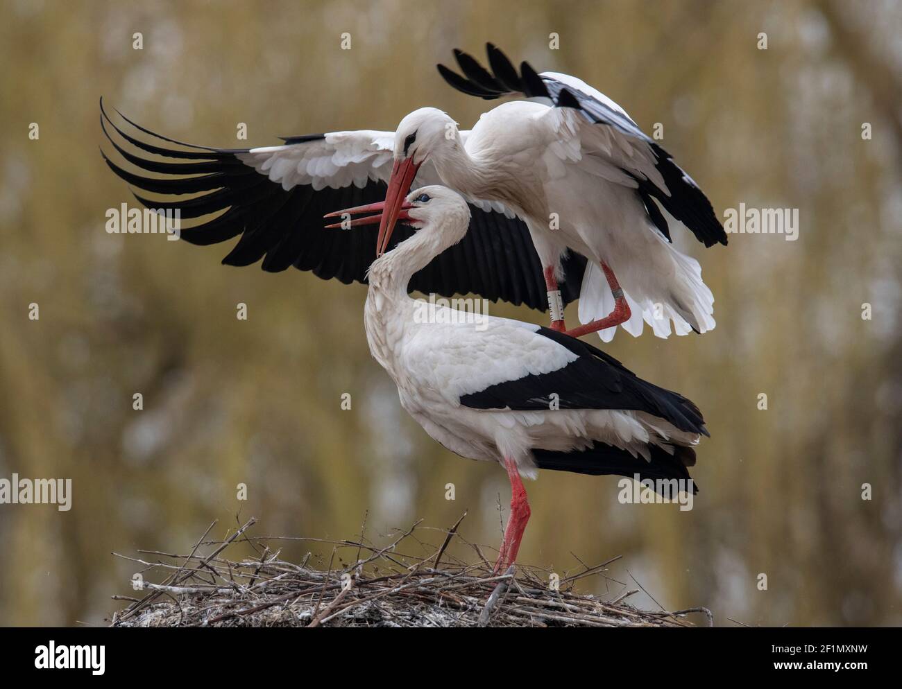 Biebesheim am Rhein, Germania. 09 marzo 2021. Cicogne bianche che si accoppiano sul loro nido. Nonostante le temperature primaverili inferiori a sette gradi, la maggior parte degli imponenti uccelli migratori sono tornati nella loro colonia di nidificazione sul Reno. Credit: Boris Roessler/dpa/Alamy Live News Foto Stock
