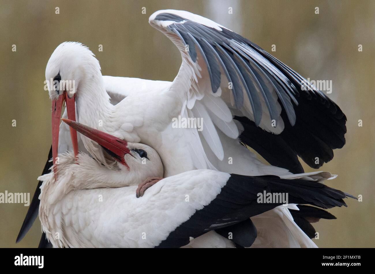 Biebesheim am Rhein, Germania. 09 marzo 2021. Cicogne bianche che si accoppiano sul loro nido. Nonostante le temperature primaverili inferiori a sette gradi, la maggior parte degli imponenti uccelli migratori sono tornati nella loro colonia di nidificazione sul Reno. Credit: Boris Roessler/dpa/Alamy Live News Foto Stock