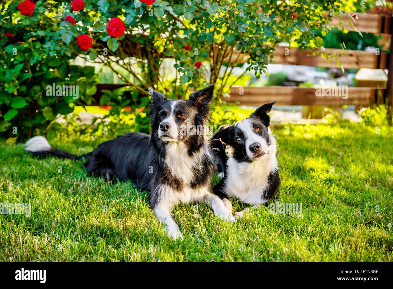 Ritratto di due cani collie di bordo che giacciono in giardino con illuminazione al tramonto. Quello di destra ha un'espressione molto comica. Foto Stock