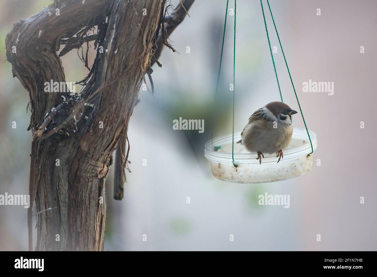 Un solo passerotto vicino all'alimentatore vuoto Foto Stock