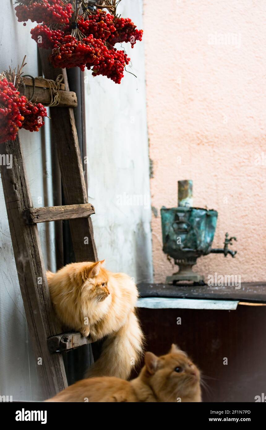 Morbidi gatti rossi, con bacche rosse e samovar Foto Stock