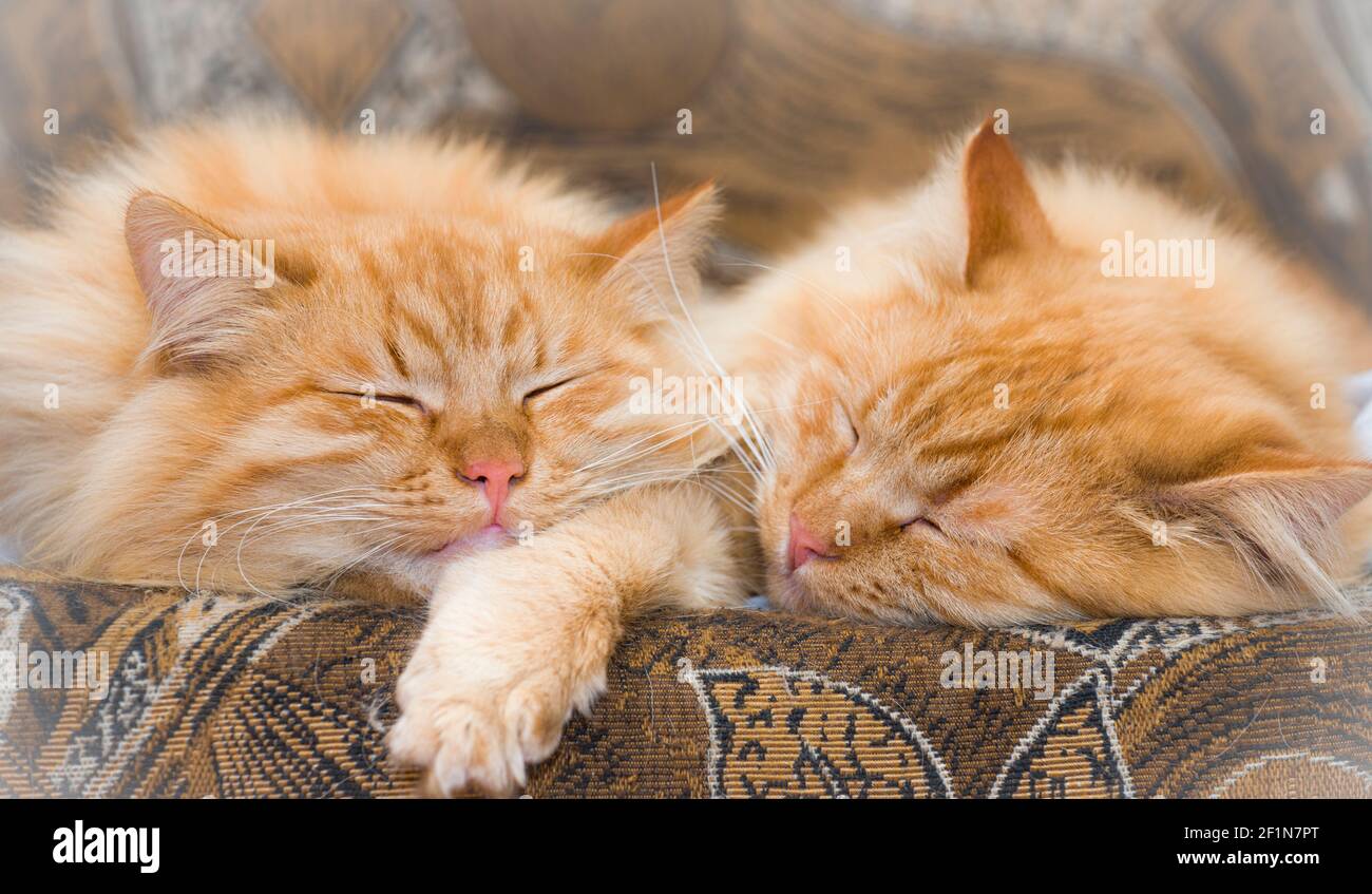 Gemelli rosso gatto fratelli, dormire Foto Stock